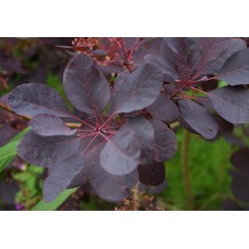 Royal Purple Smoke Bush - Cotinus - Flowering Shrub - 4" Pot   